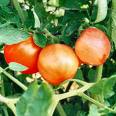 face-veg-img